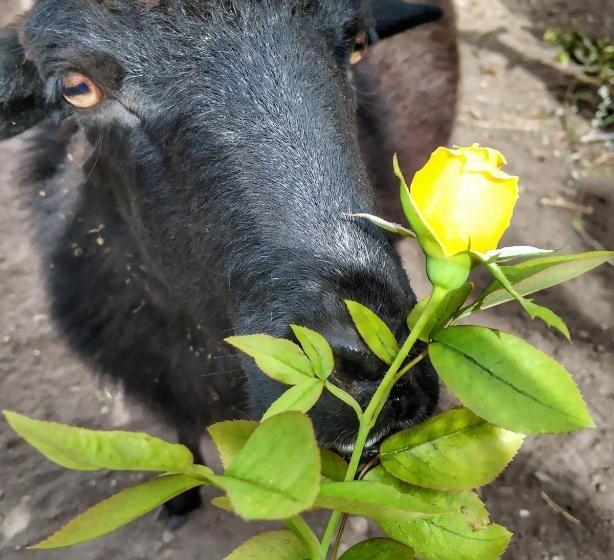هتل Quinta Terezinha