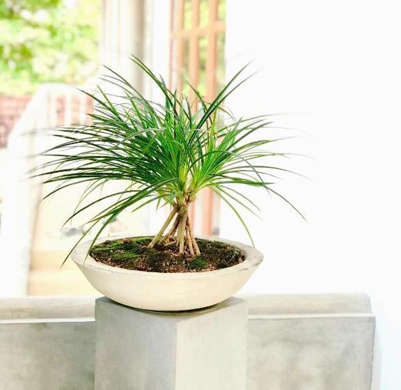 פנסיון Ck House Unawatuna