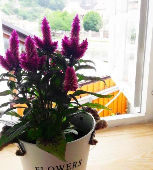 פנסיון U Kalíšku