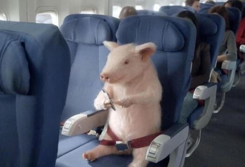 هتل Saint Francis Resort