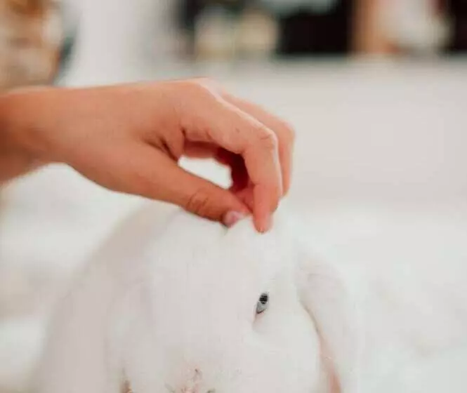 ホテル Pensionat Næsgaarden