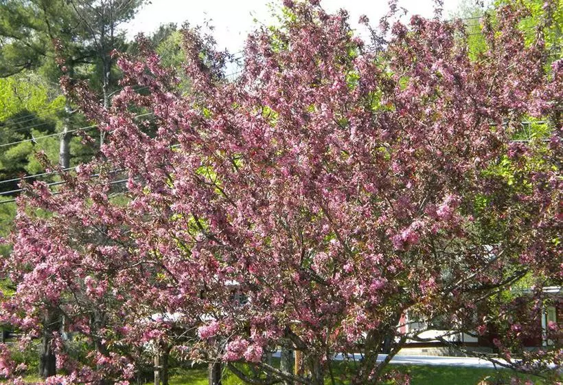 مبيت وإفطار Bears Lair Inn