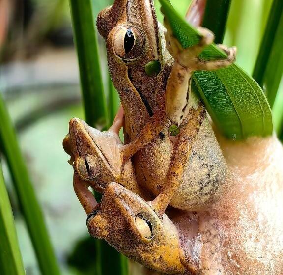Отель Khao Sok Country Resort