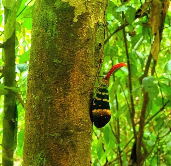 Отель Khao Sok Country Resort