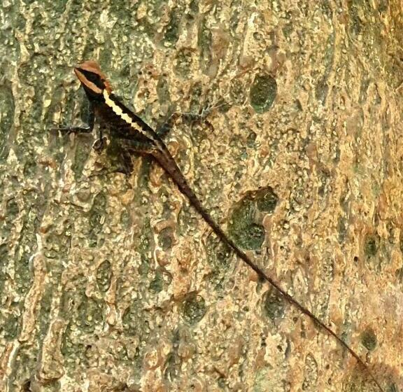 Отель Khao Sok Country Resort