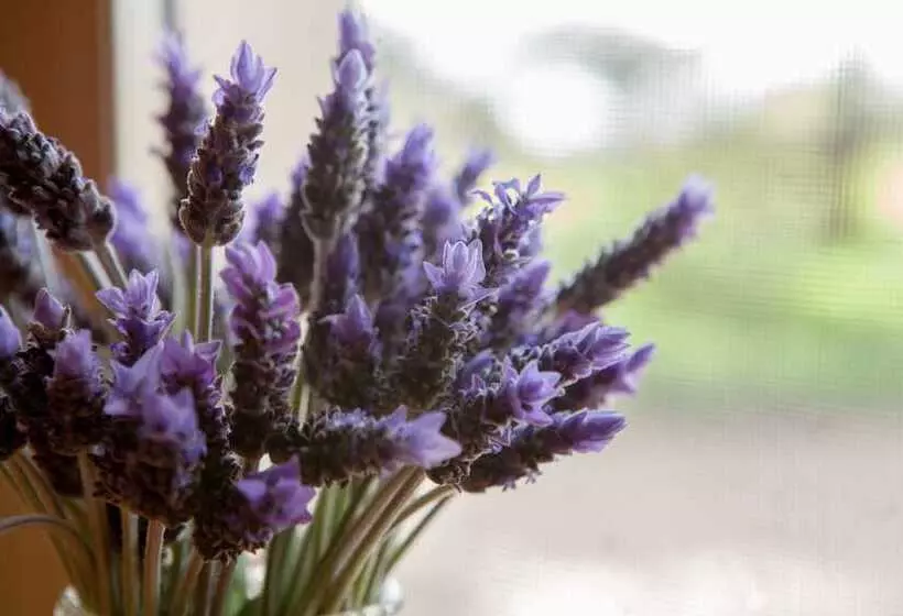 Bed and Breakfast Stonewell Cottages And Vineyards