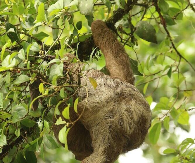 Отель Tirimbina Rainforest Lodge