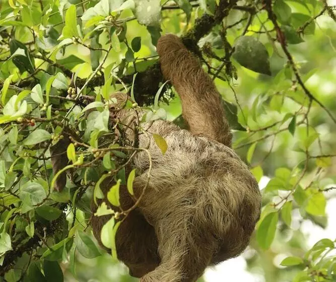 Hotel Tirimbina Rainforest Lodge