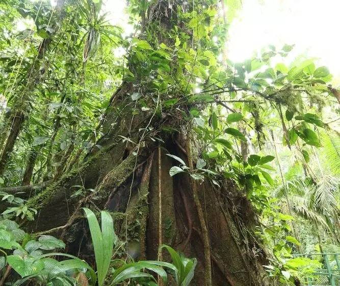 Hotel Tirimbina Rainforest Lodge