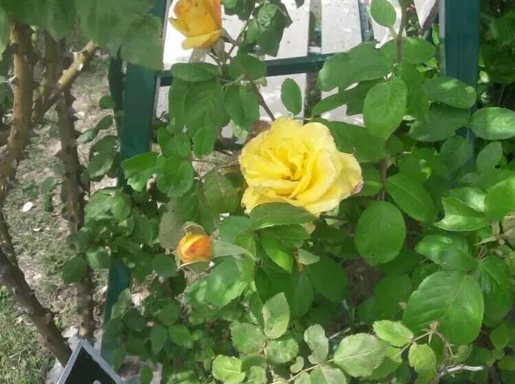 هتل Snow King Retreat