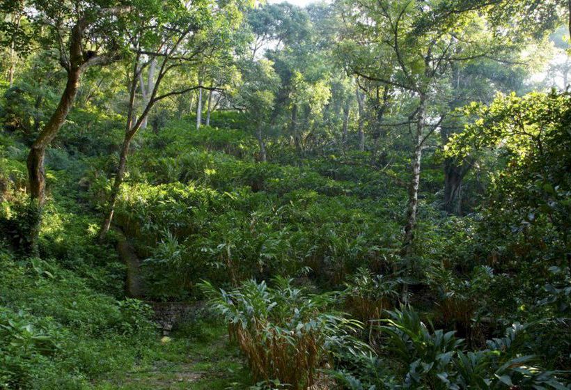 Bluebells Valley Resort - Munnar