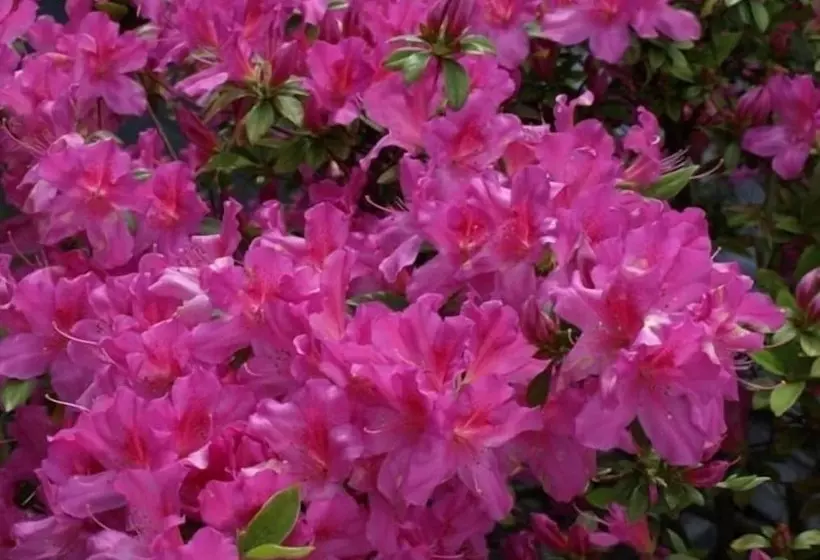 酒店 Springhill Suites By Marriott Mobile West