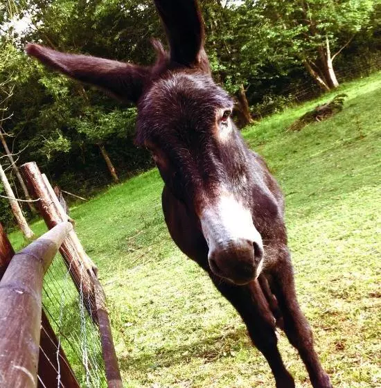 Aamiaismajoitus (B&B) Les Chevreuils