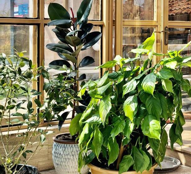 Отель Marani Elizbar1918