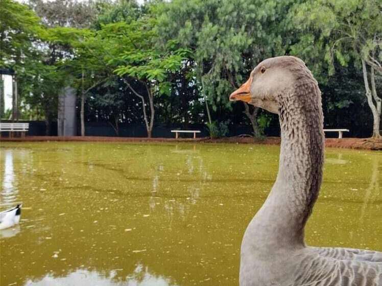 酒店 Casa Amarela Executive