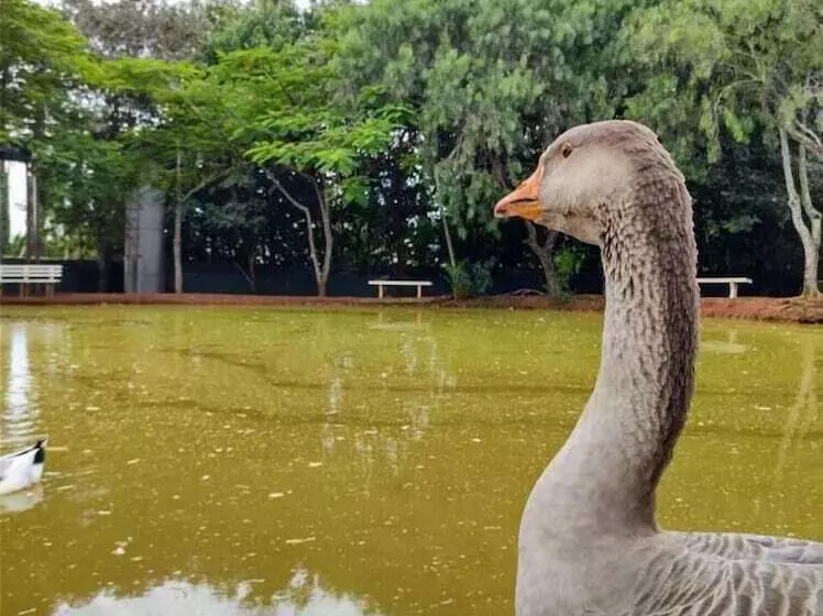 ホテル Casa Amarela Executive