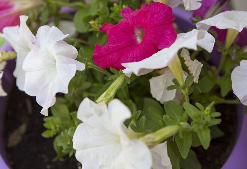 Anna Katerina Apartments