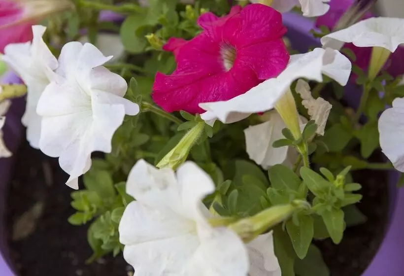 Anna Katerina Apartments