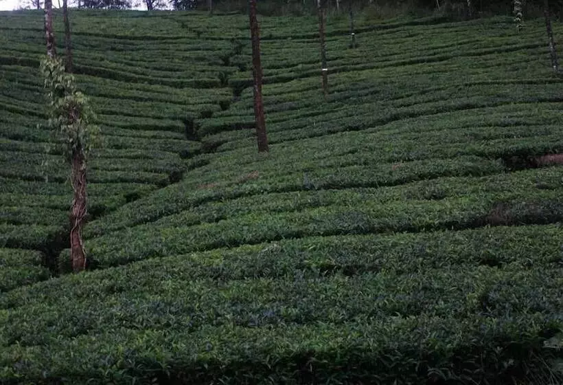 Wild Elephant Eco Friendly Resort