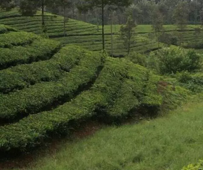 Wild Elephant Eco Friendly Resort