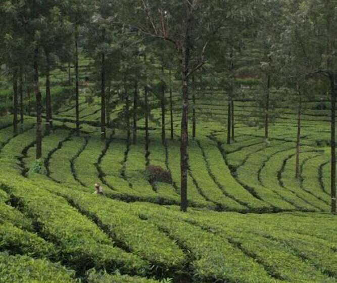 Wild Elephant Eco Friendly Resort