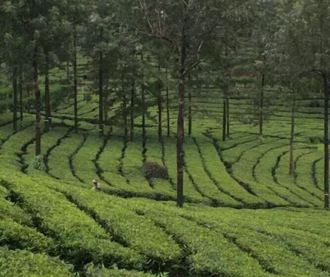 Wild Elephant Eco Friendly Resort