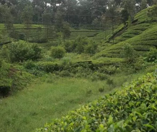 Wild Elephant Eco Friendly Resort