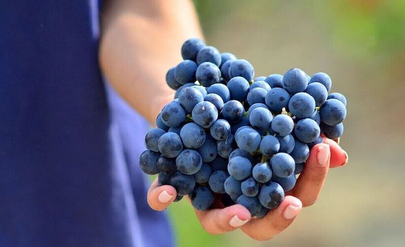 فندق Borgo Conde Wine Resort