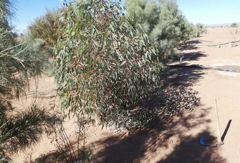 تختخواب و صبحانه Camp Sahara