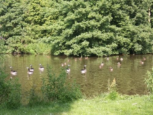 Пансион Penybryn House