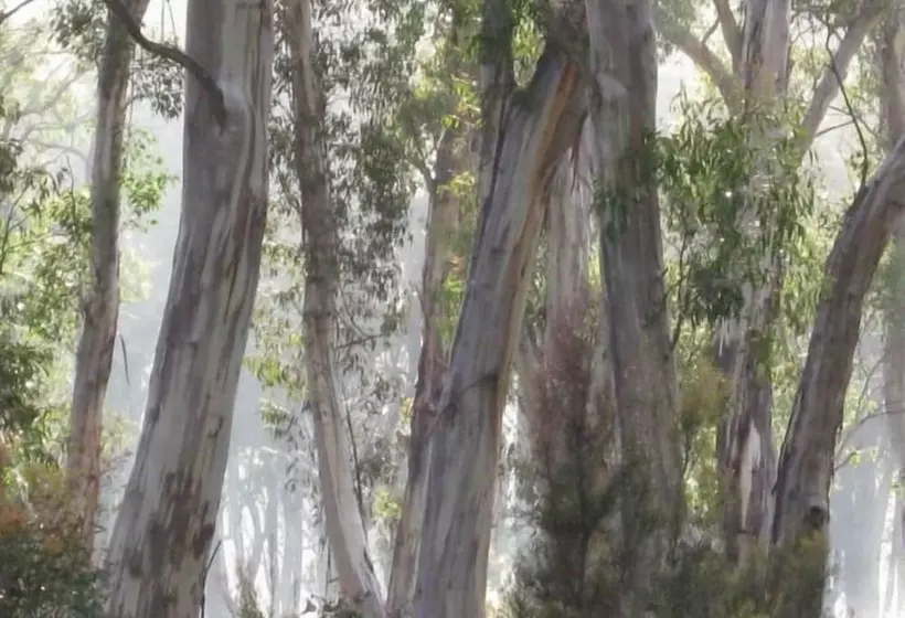 ホテル Derwent Bridge Chalets & Studios