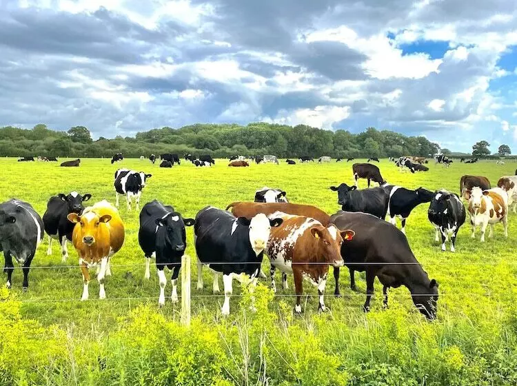 New Farm Cheshire B&b