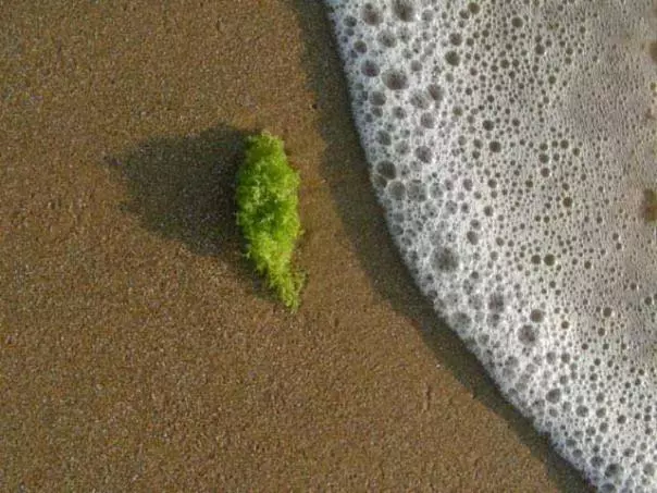 فندق Villa Margherita