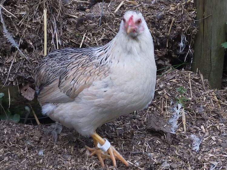 Сельский отель Agriturismo La Vecchia Chioderia