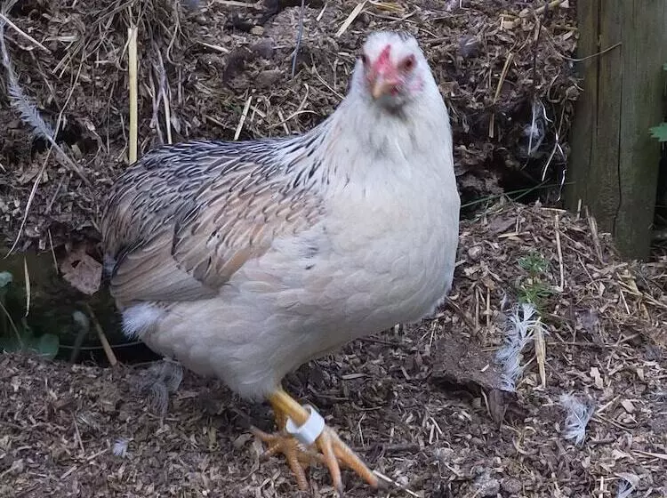 田舎風ホテル Agriturismo La Vecchia Chioderia