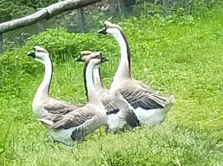 Сельский отель Agriturismo La Vecchia Chioderia