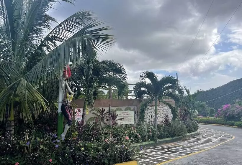 Pirate Palms