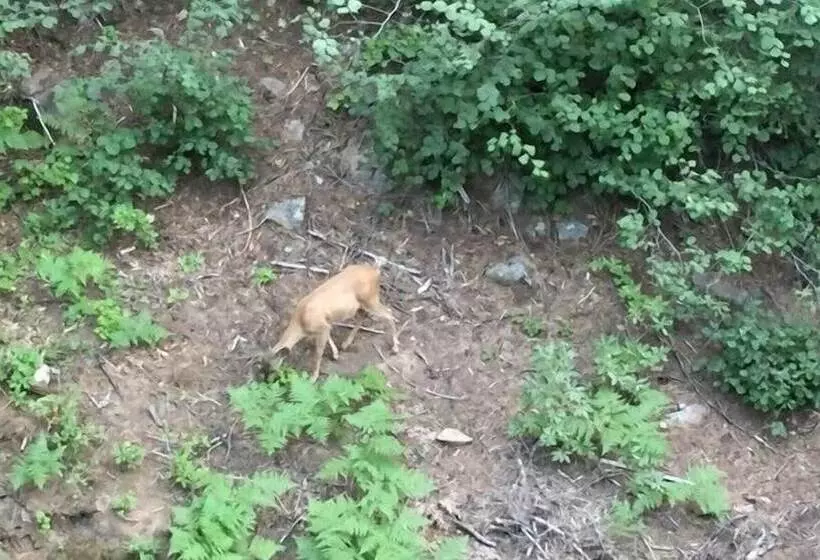 Scenic Wonders Dogwood Manor 3 Bedrooms