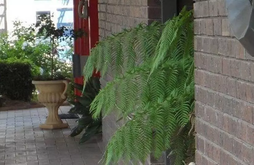 汽车旅馆  Bidgee Motor Inn