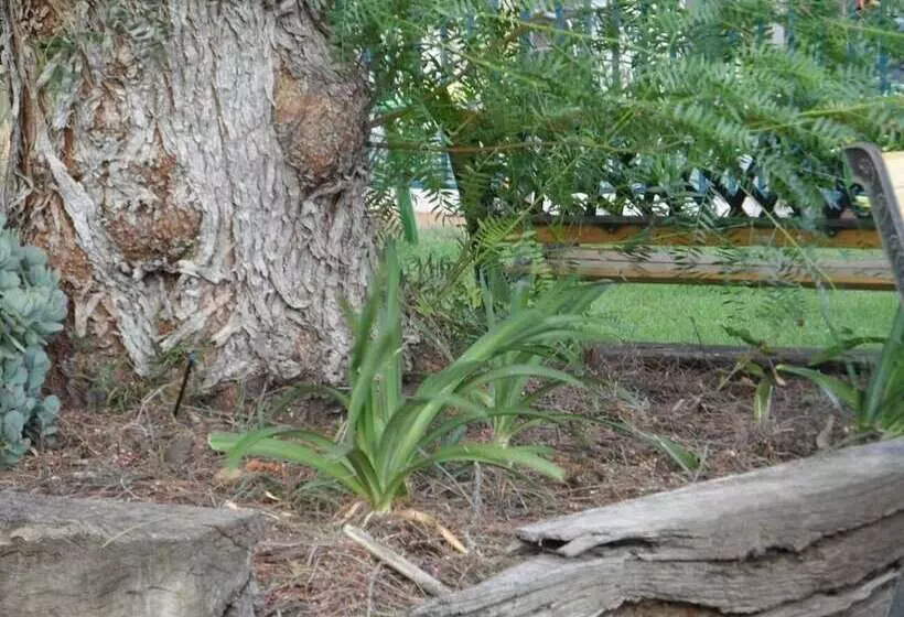 汽车旅馆  Bidgee Motor Inn