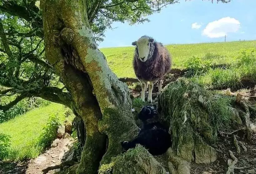 Hotelli Forester S Retreat Glamping   Cambrian Mountains