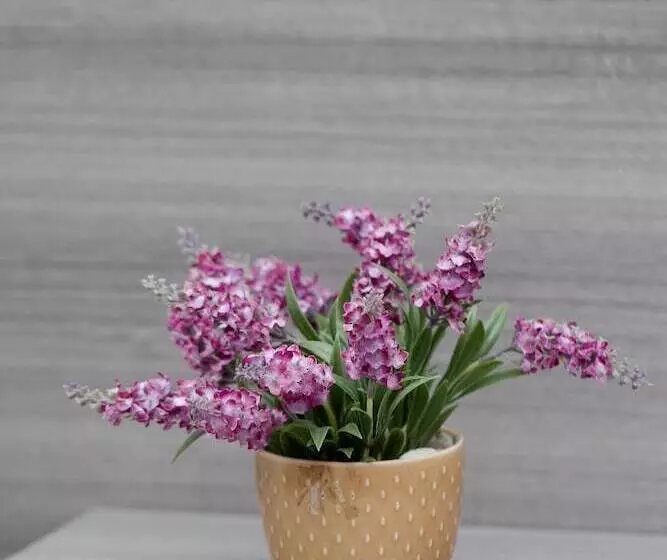 ペンション Affittacamere Alessia