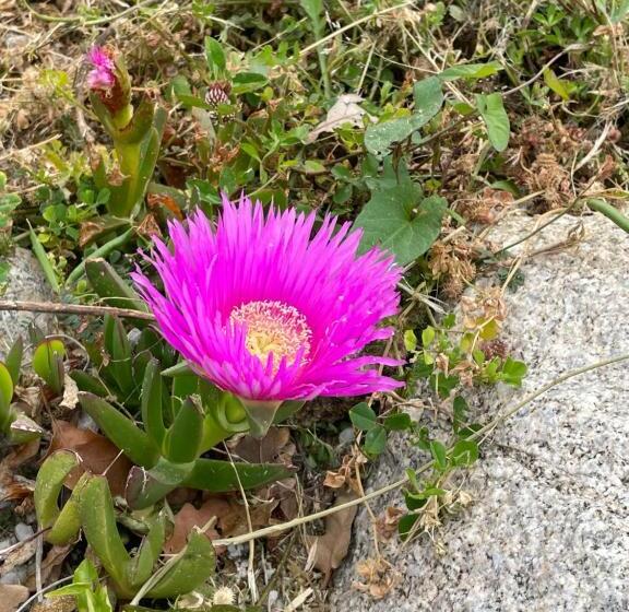 פנסיון Casa Natura 40