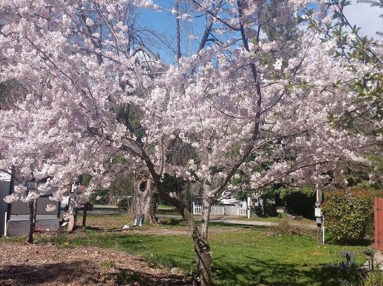 Bigfoot Rv & Cabins Park