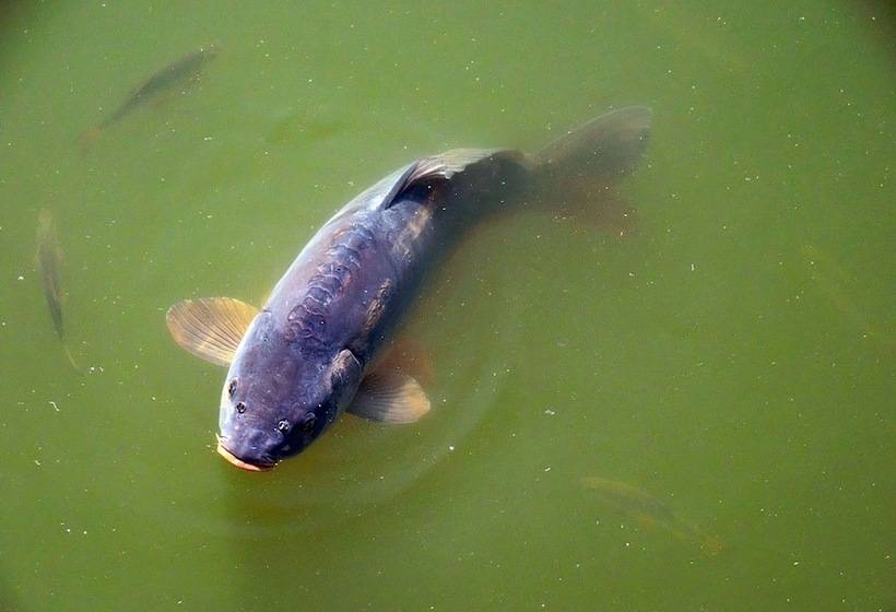 Пансион Coynant Farm Guest House