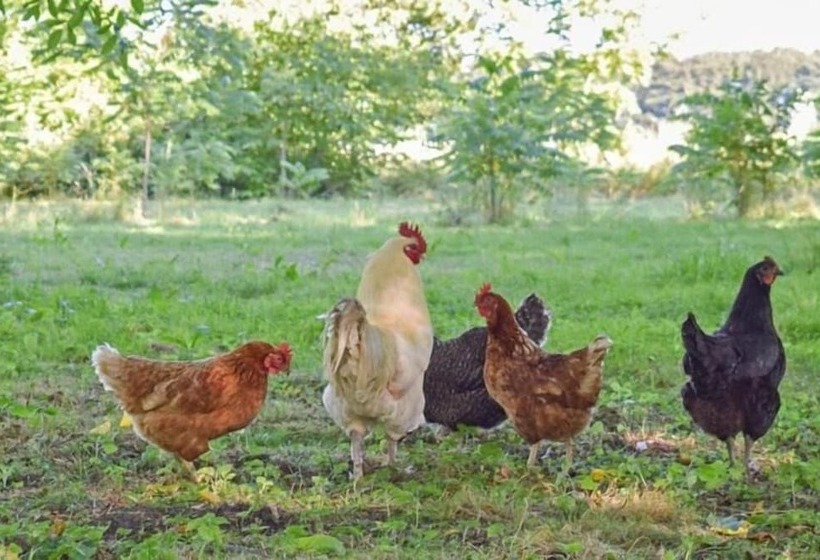 Bed and Breakfast Red Lodge Country House