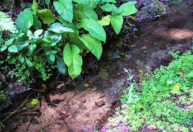 Remarkable 1 Bed Cottage In Arcos De Valdevez