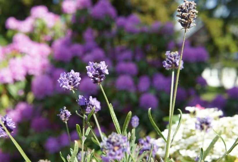 Berghotel Friedrichshöhe