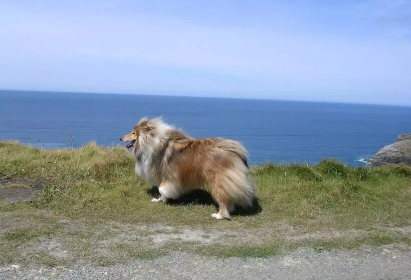 Charming Fully Equipped 3 Bed Cottage Nr Boscastle