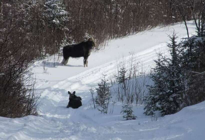 酒店 Ladd Pond Cabins And Campground, Llc